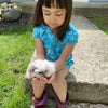 Alpaca Guinea Pig
