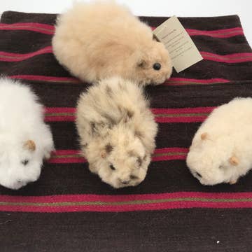Alpaca Guinea Pig
