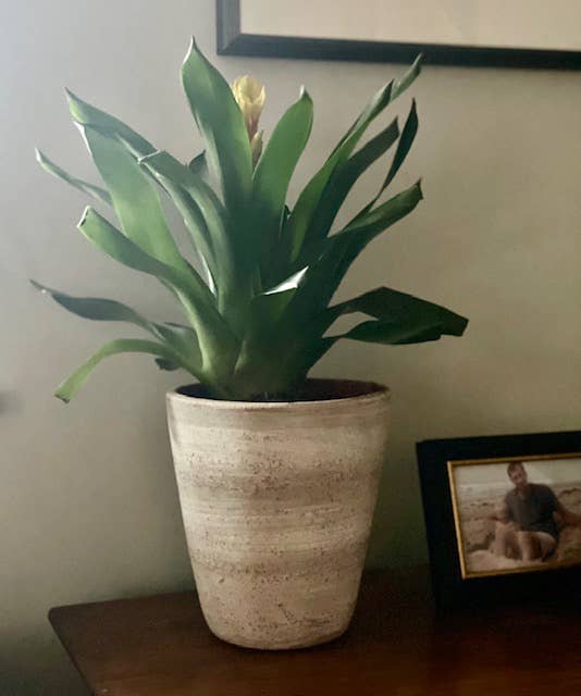 Concrete White-washed Terracotta Planter (Medium)