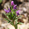 Flowering Hyssop Thyme 0.8oz