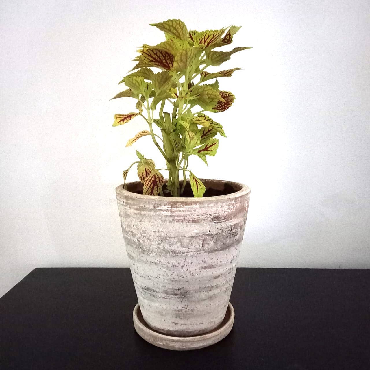 Concrete White-washed Terracotta Planter (Medium)
