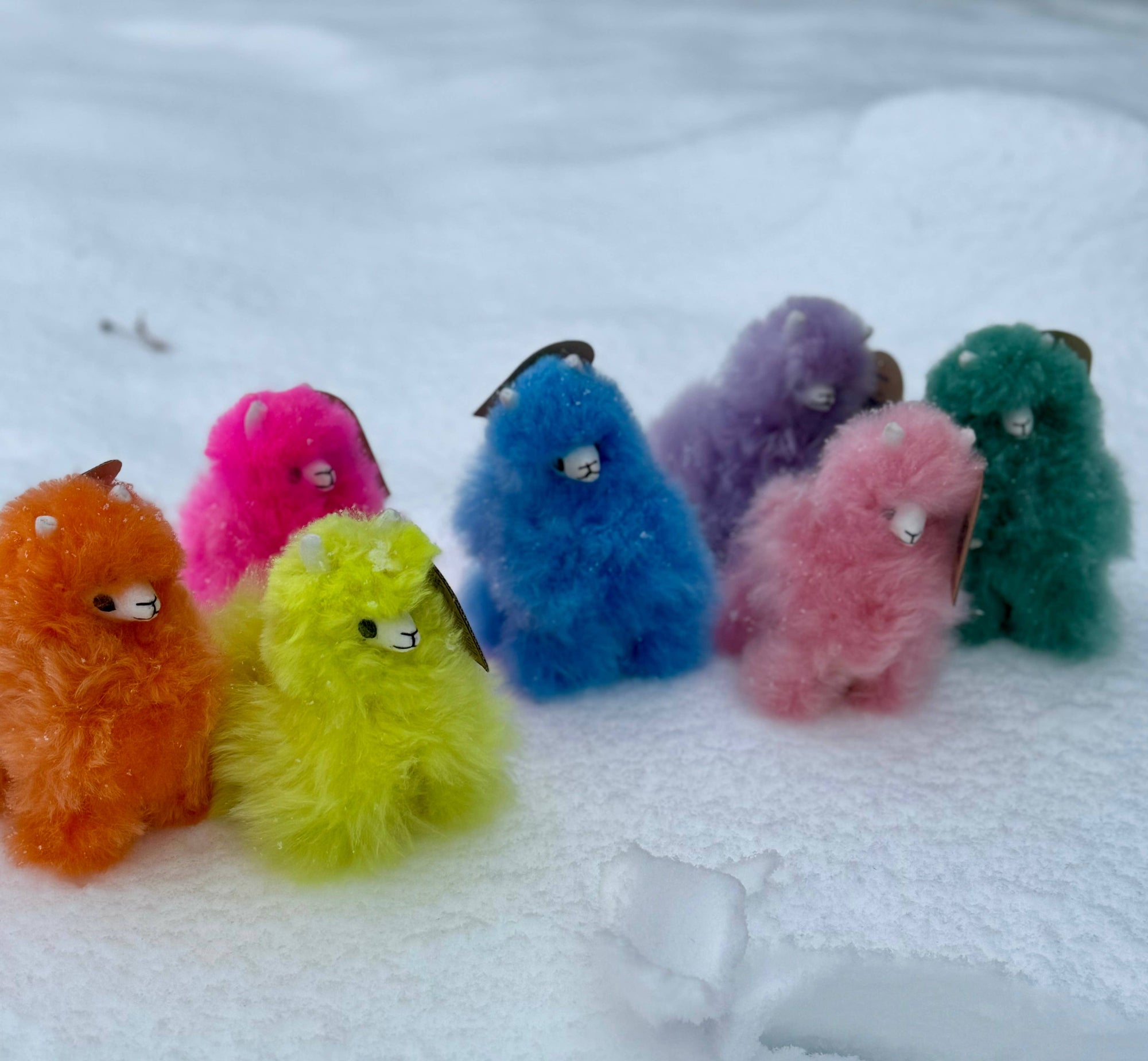 Alpaca Llama in Rainbow Colors