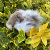 Alpaca Guinea Pig