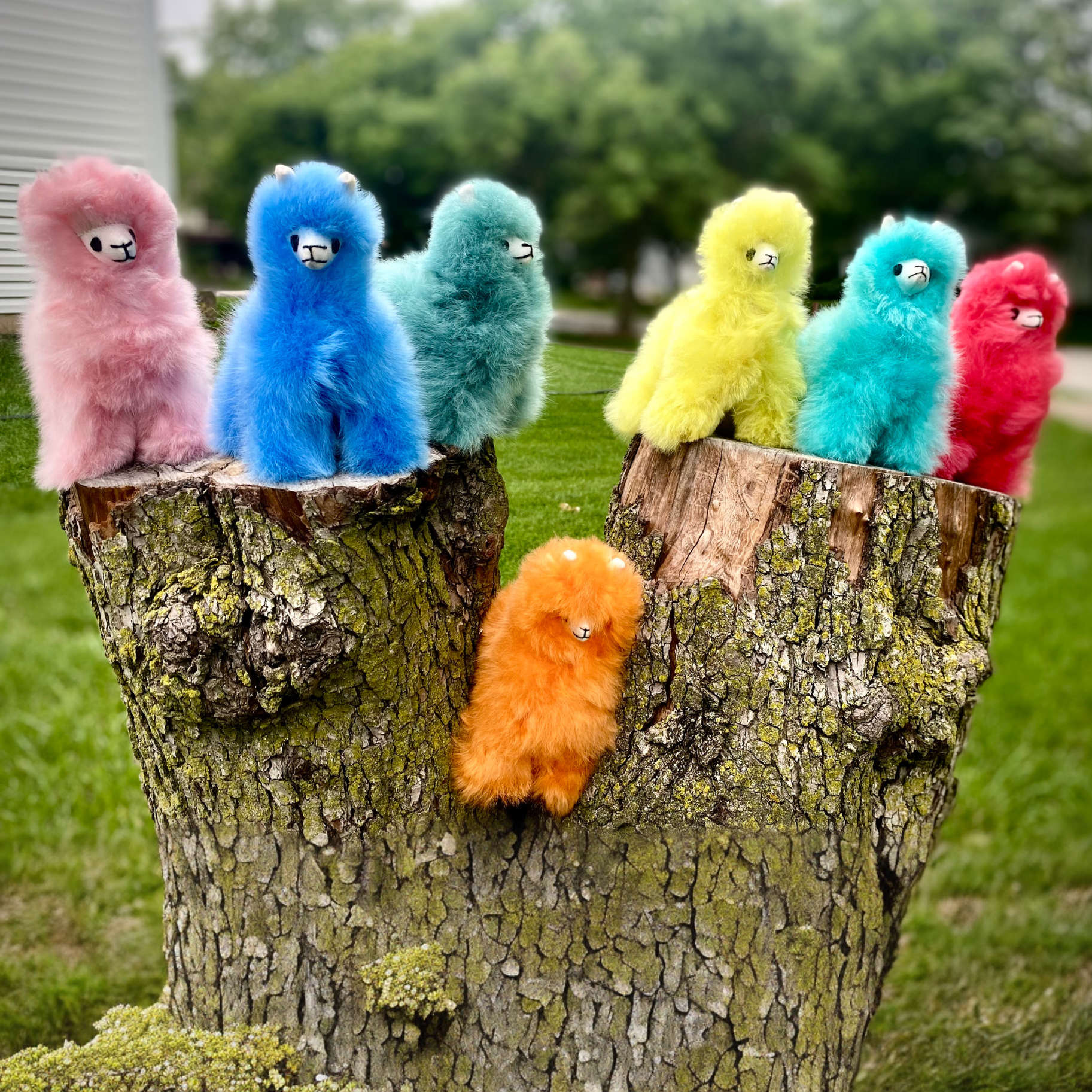 Alpaca Llama in Rainbow Colors