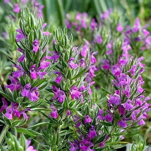 Flowering Hyssop Thyme 0.8oz