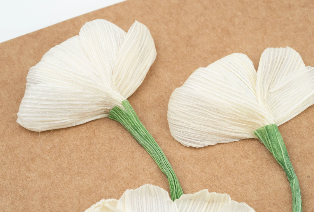 Daisies Cornhusk Greeting Card