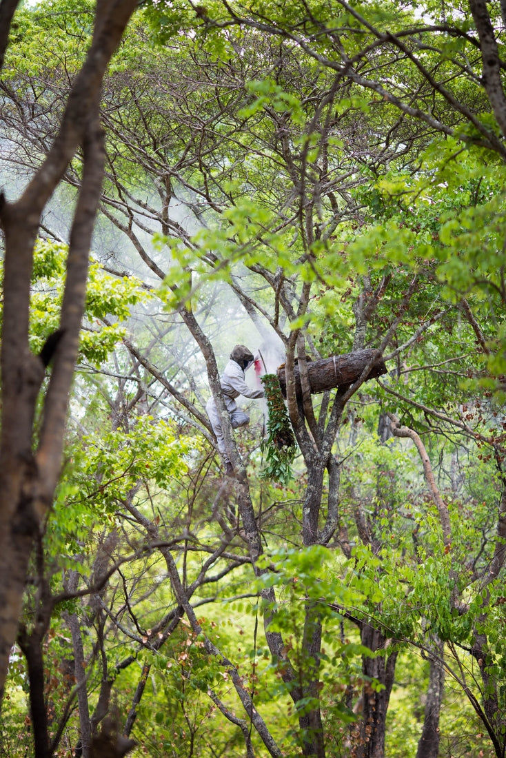 Zambeezi Tangerine Beeswax Lip Balm