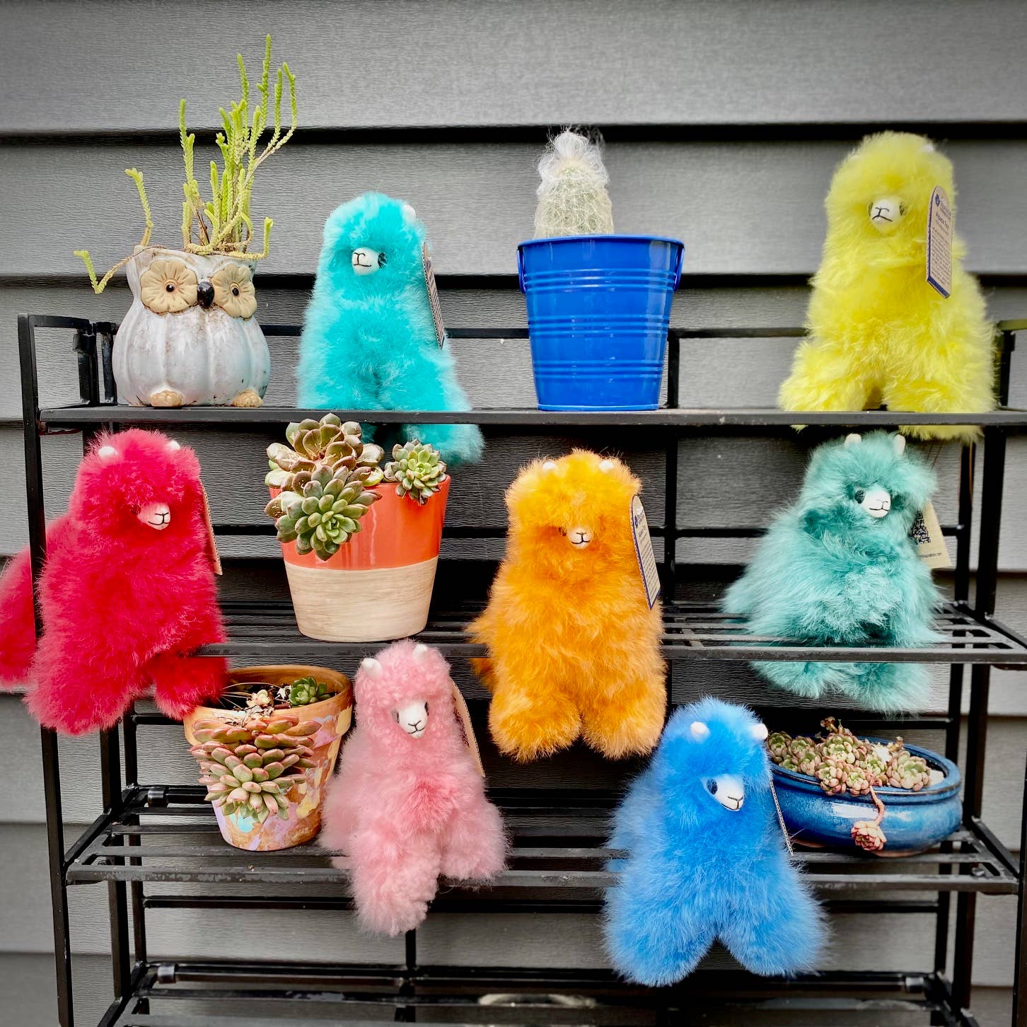 Alpaca Llama in Rainbow Colors