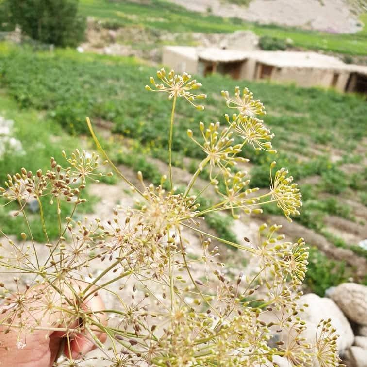 where to buy cumin seeds for planting Burlap & Barrel Wild Mountain Cumin