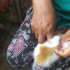 Alpaca Guinea Pig