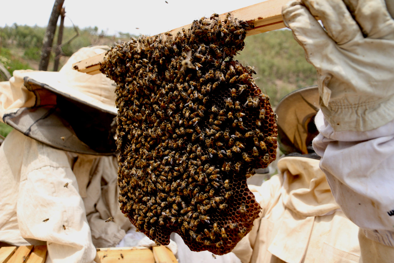 Small Rose Beeswax Candle