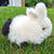Alpaca Rabbit Plush Toy