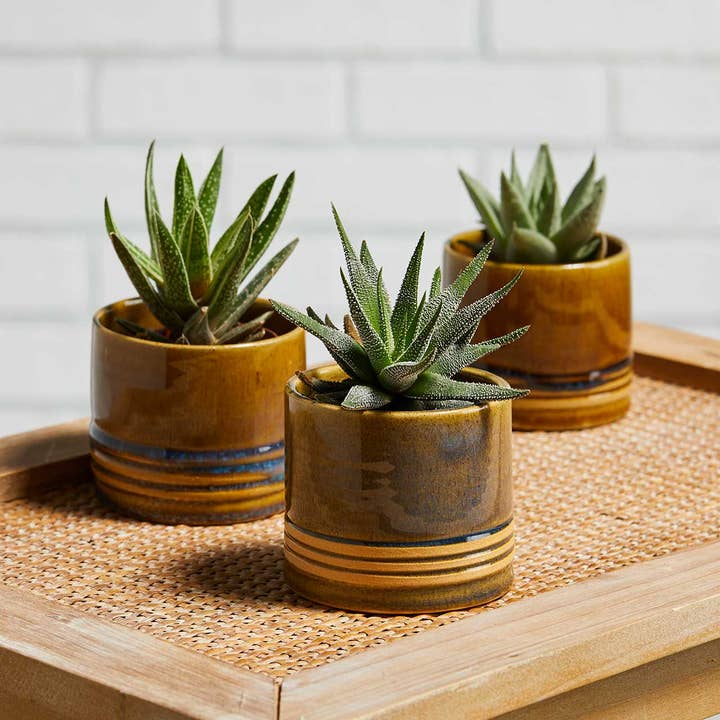 Ribbed Ceramic Planter (3&quot; H x 3.5&quot; D)