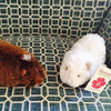 Alpaca Guinea Pig
