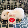 Alpaca Guinea Pig