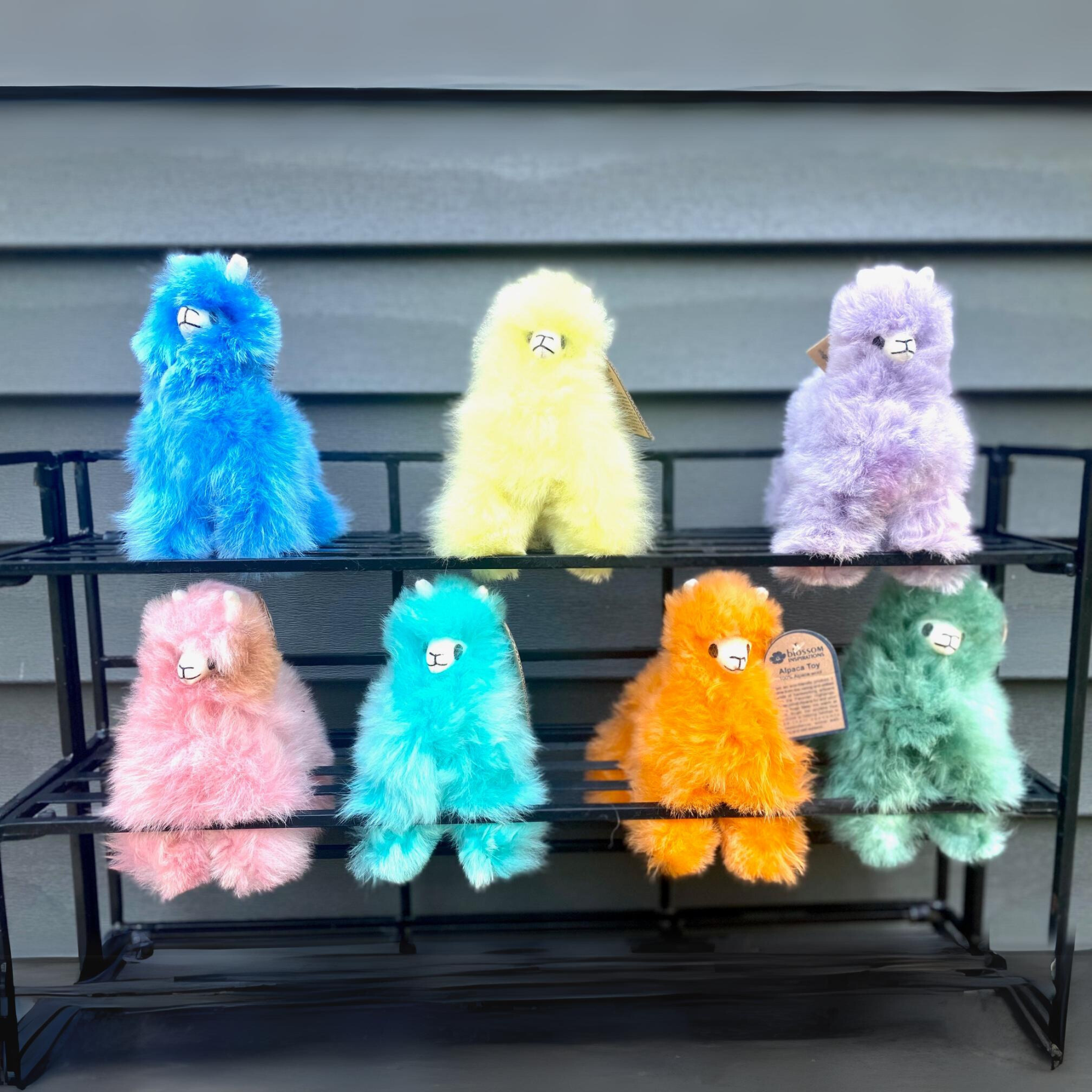 Alpaca Llama in Rainbow Colors